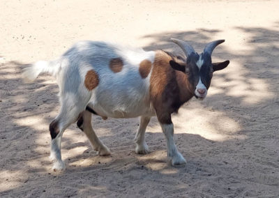 Zabakuck Tierpark