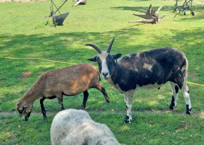 Zabakuck Tierpark