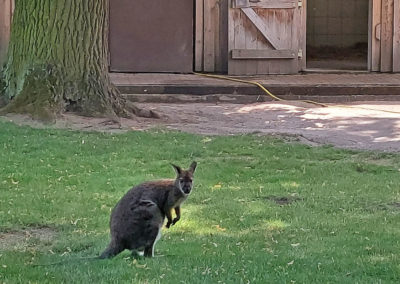 Zabakuck Tierpark