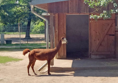 Zabakuck Tierpark