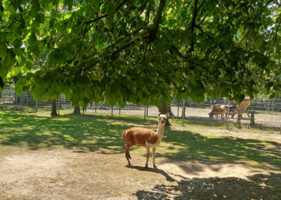 Zabakuck Tierpark